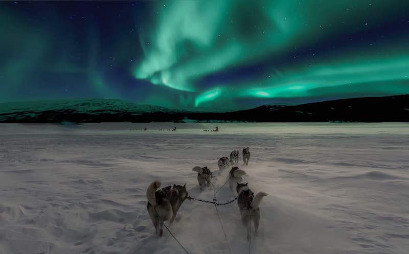 Perros sobre la nieve