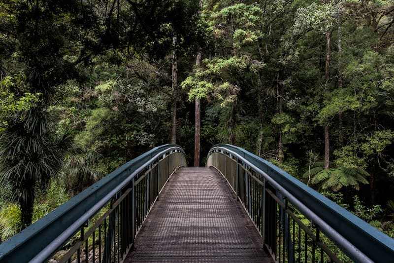 puente en el bosque