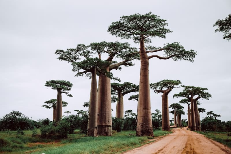 Árboles en Madagascar